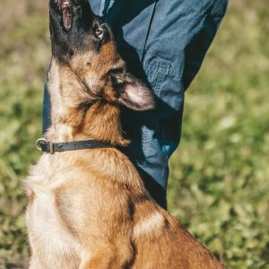 Advanced Obedience: Reliable Commands and Focus Training