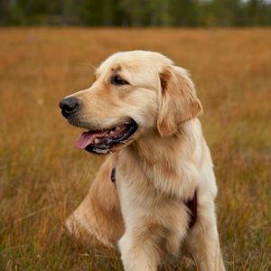 Calm Dogs: Managing Anxiety and Overexcitement Training Workshop