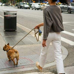 Leash Mastery: Step‑by‑Step Loose Leash Walking Program