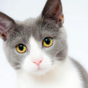 Smart Cats: Interactive Behavior and Enrichment Training Course