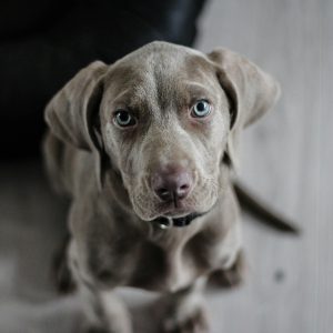 Puppy Foundations: First 30 Days Home Training Program